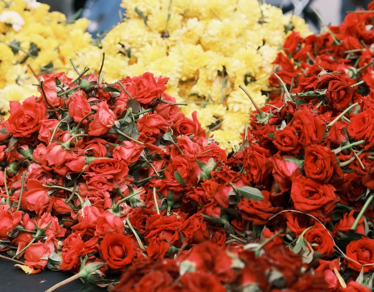Heaps of fresh roses and chrysanthemums at the flower market