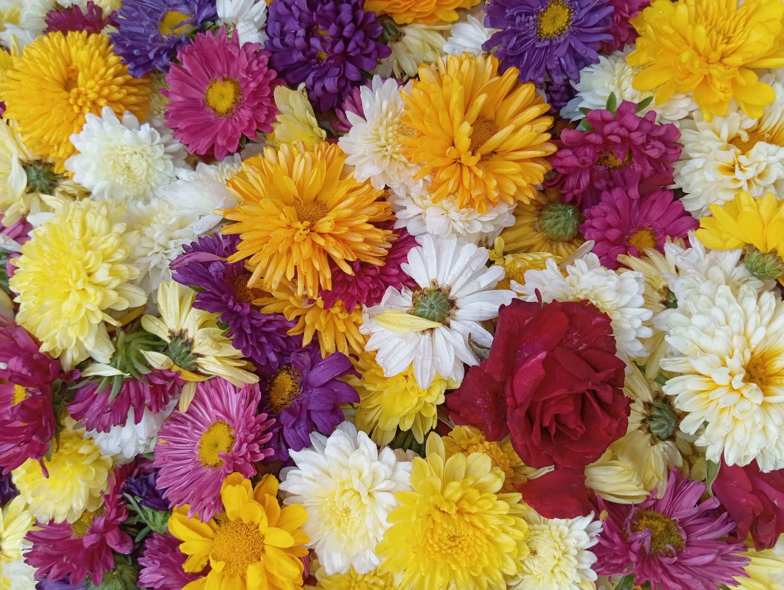 Chrysanthemums and roses, close up