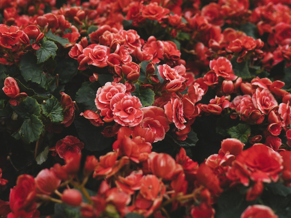 Bulk fresh blooms by the kilo